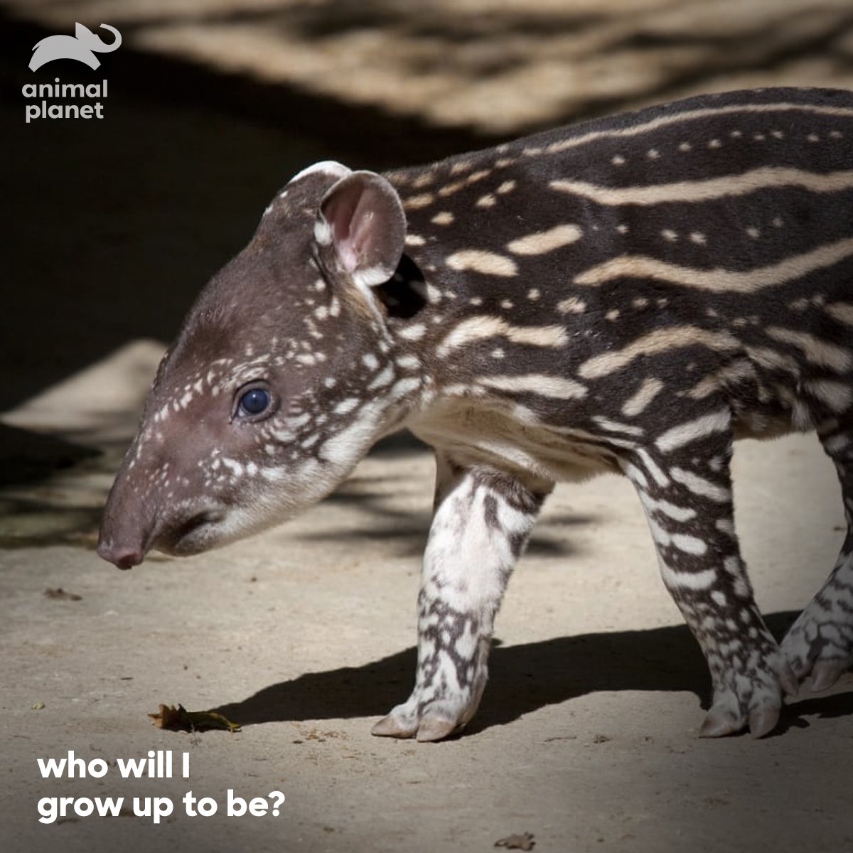 Baby Tapirs Babytapirs Twitter