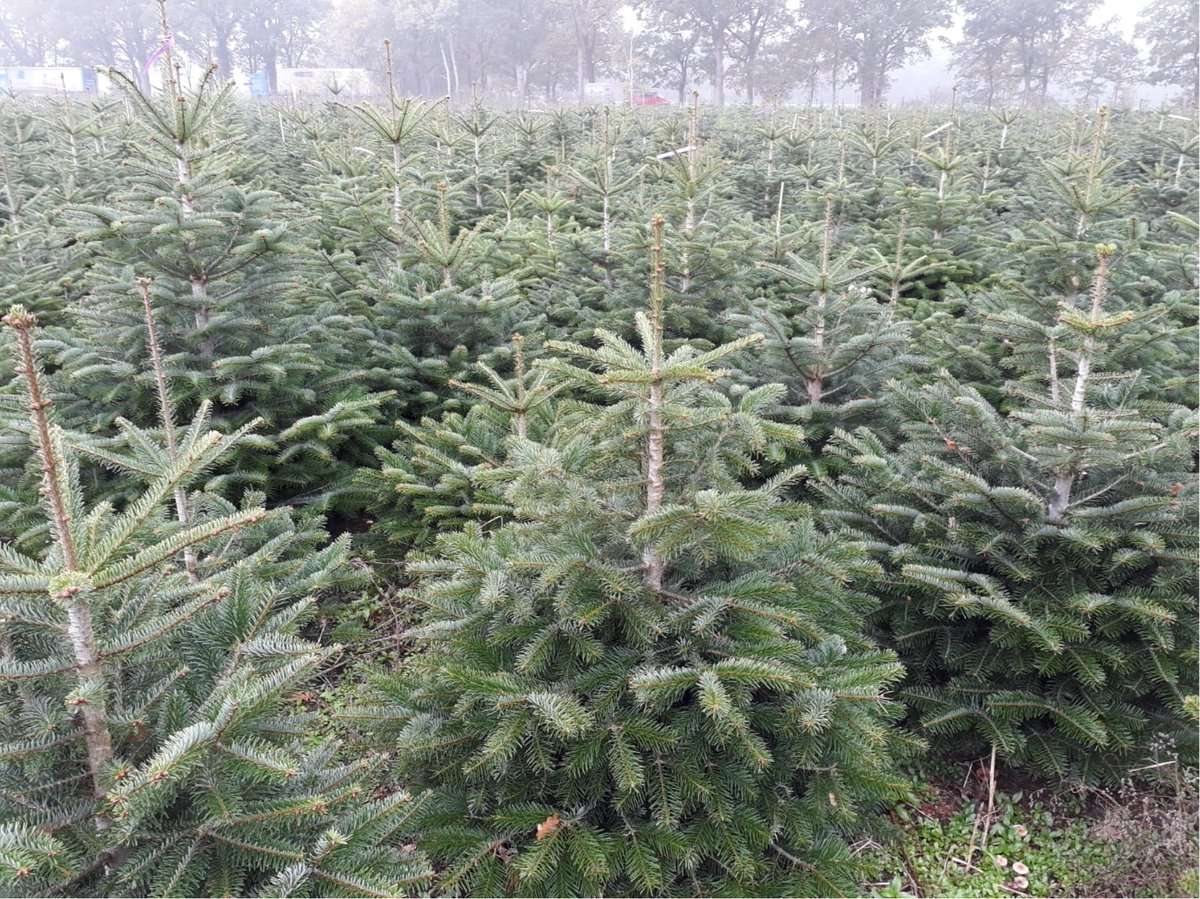 Mivena has more than 15 years of experience in the cultivation of Christmas trees. We are learning every day how we can optimize our strategies.

mivena.nl/christmas-tree…