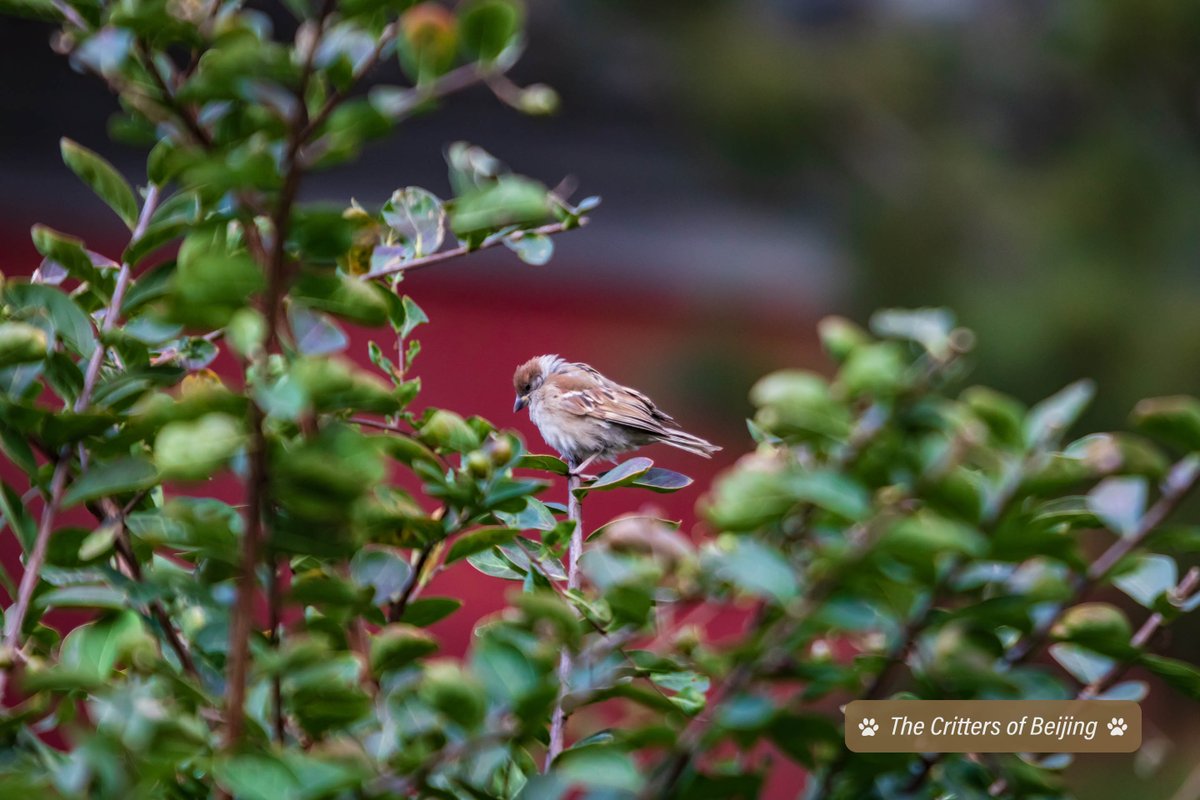 VisitBeijingcn's tweet photo. Beihai Park is a popular spot for amateur birdwatchers, especially in autumn when several species stop off in Beijing along their migration routes, including the Yellow-browed Warbler (l) and the Eurasian Tree Sparrow (r).
📷 Uni You
#beihai #crittersofbeijing #visitbeijing https://t.co/n7KpOErI99