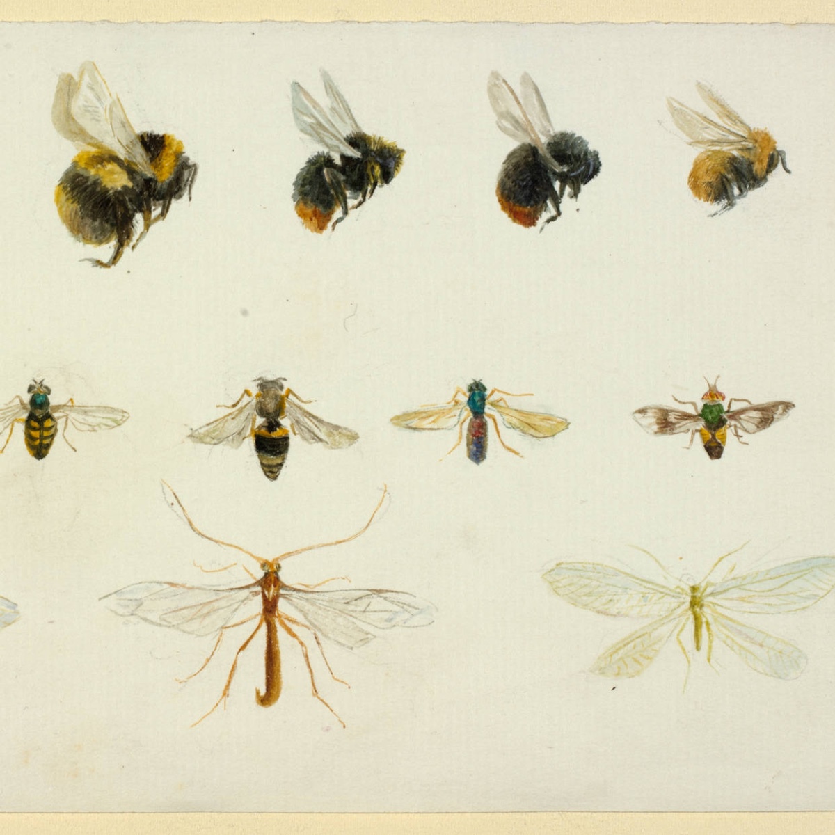 V_and_A's tweet photo. From bats to bees, at the age of eight Beatrix Potter was already studying and recording the characteristics of a wide variety of animals, birds and insects in a home-made sketchbook - learn more about her passion for nature https://t.co/gHjaub3pio https://t.co/XMkRMxSua1
