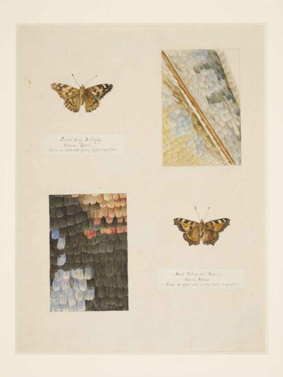 V_and_A's tweet photo. From bats to bees, at the age of eight Beatrix Potter was already studying and recording the characteristics of a wide variety of animals, birds and insects in a home-made sketchbook - learn more about her passion for nature https://t.co/gHjaub3pio https://t.co/XMkRMxSua1