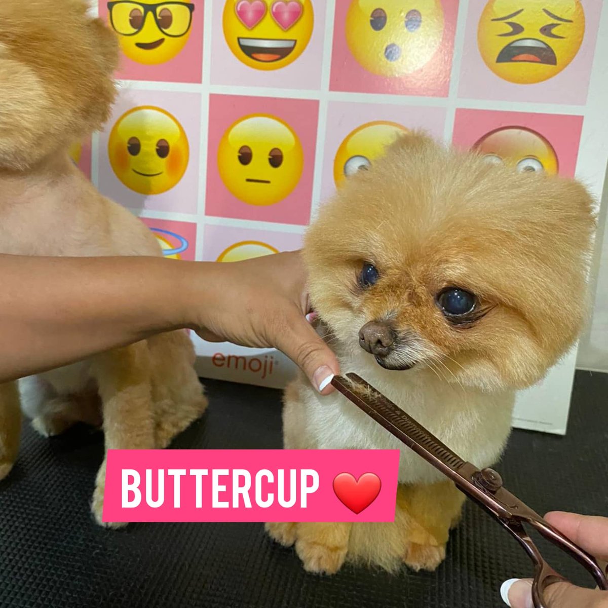 Who loves Teacup Pomeranians? #teacuppomeranian #pomeranian #sydney #doggroomer #australia