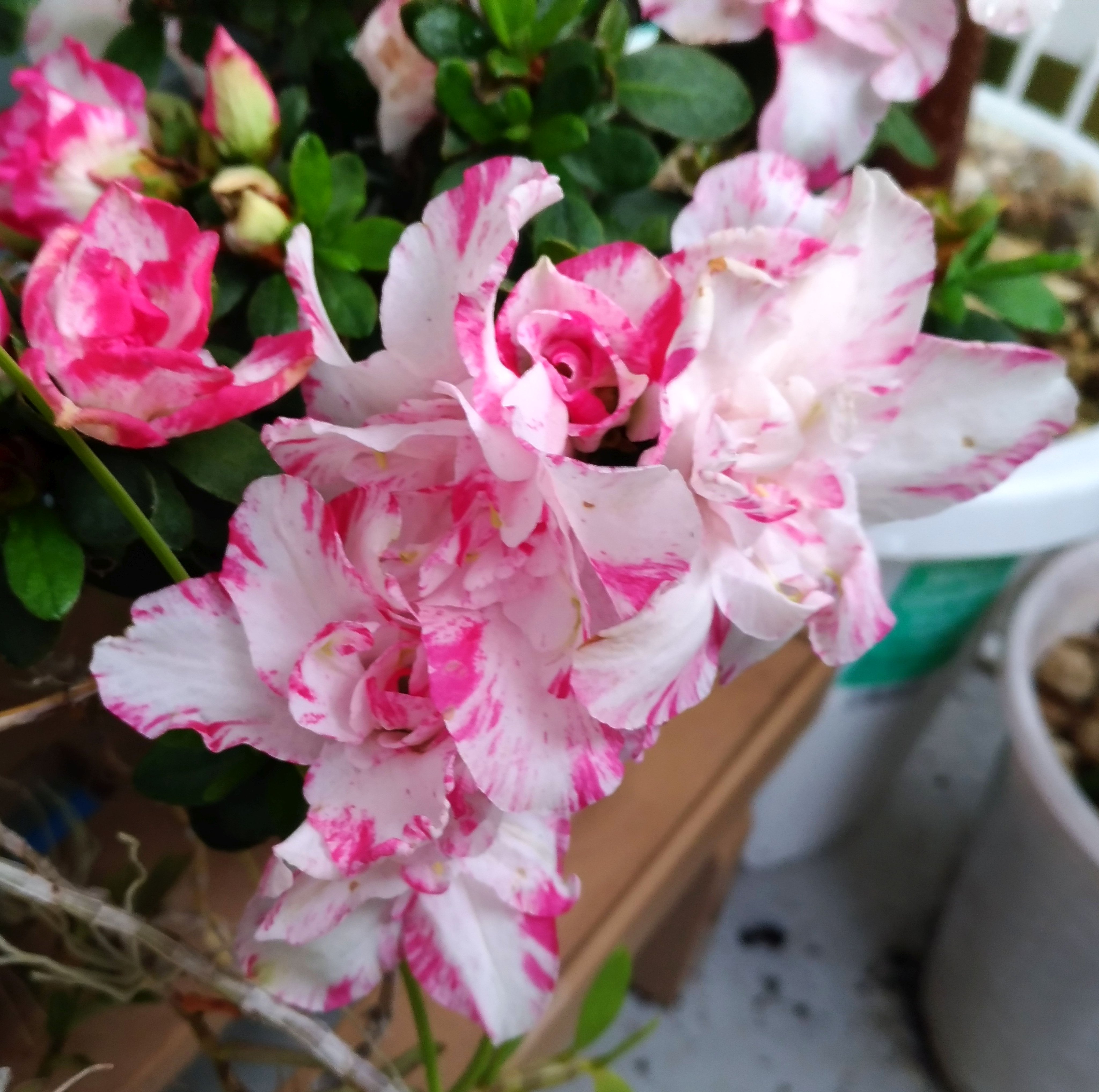 こころんグリーン わが家のアザレアが咲いています ピンクの絞り柄の大きな花が幾つも開いています この株は花期が長いようです アザレア ピンクの花 絞り柄の花 大きな花 花期 秋の花 秋 園芸品種 ツツジ科 園芸 ガーデニング 熊本市南区