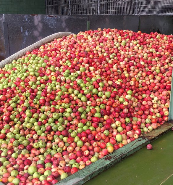 Por aquí seguimos recibiendo manzanas con las que elaboraremos nuestras sidras!! 🍎🍏

#cosecha2021 #sidramayador #sidranaturalmbusto #sidranaturalvaldedios