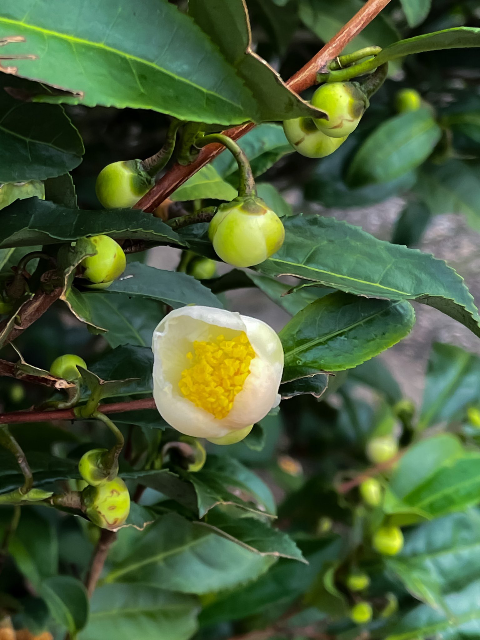 河原 司 福寿園cha遊学パークの カメリアシネンシスの花 カメリアシネンシス つまり チャノキ お茶の花 Camelliasinensis Camellia Flower Fukujuen Cha Teaplant ツバキ お茶の花 お茶 花 T Co 9hf0cmj8yx Twitter