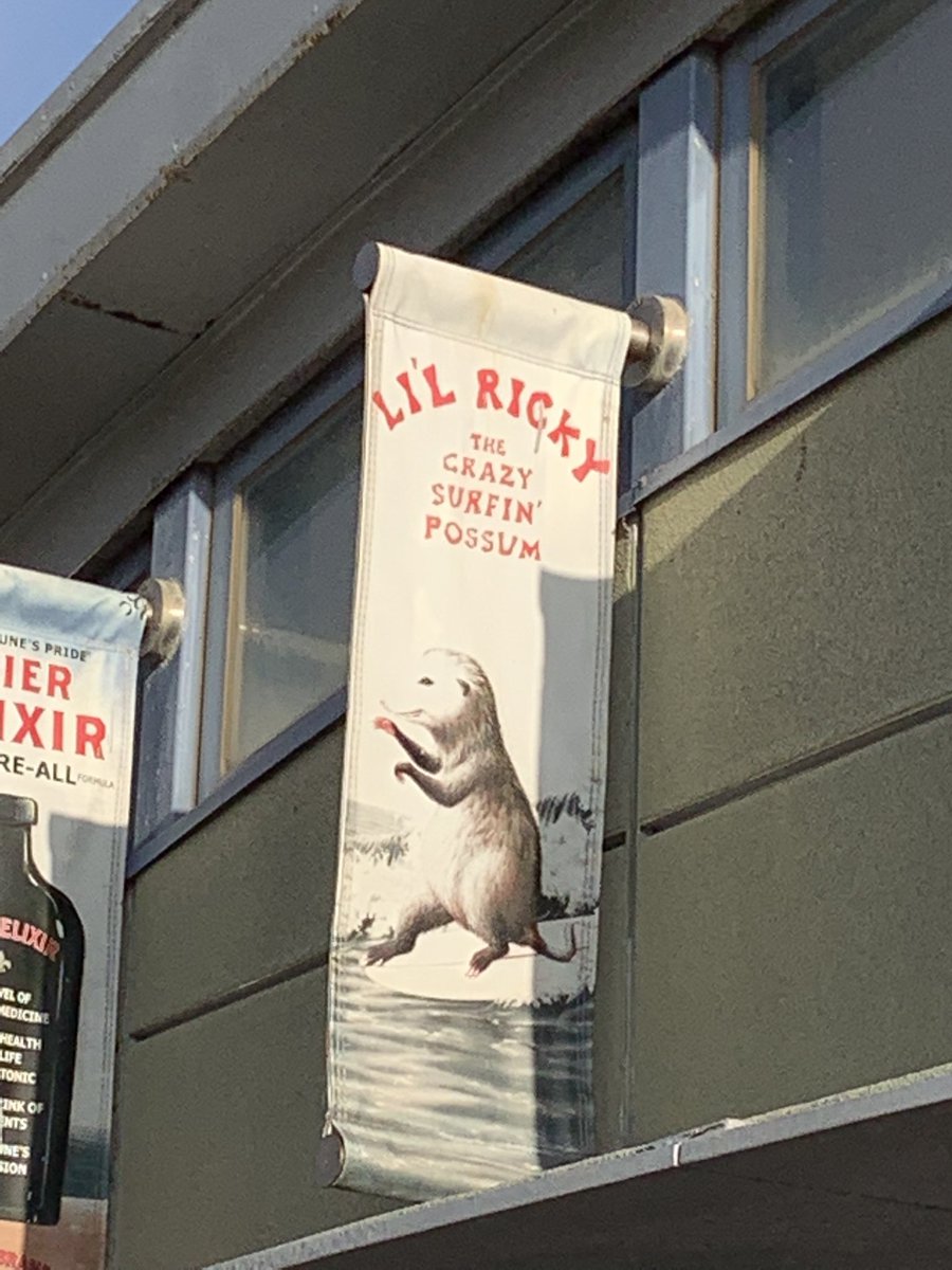 BigTucsonDad's tweet photo. Li’l Ricky the crazy surfing’ possum https://t.co/CdgFwfcoSi