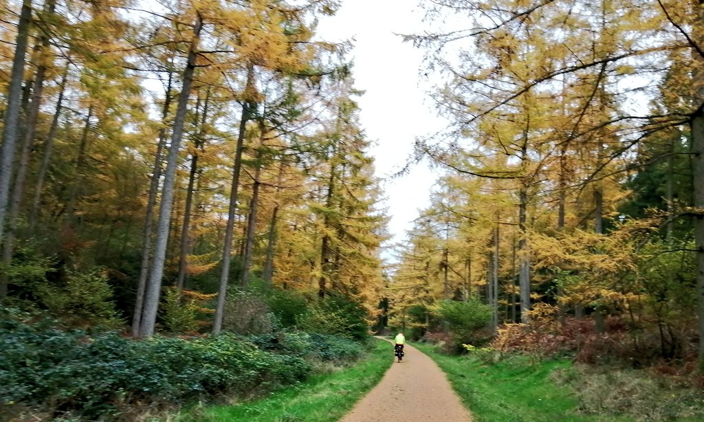 TimmyMallett's tweet image. Beautiful cycling through autumn colours of the larch woods  #Chawton #Pilgrimsway