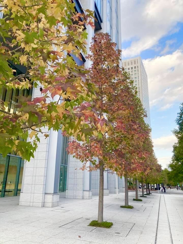 nomsphotomic's tweet photo. 内幸町の街路樹🍁🤗🍁
#japan #fresh #nature #refresh #自然写真　#autumnview #cityview #roadsidetree #coloredleaves #内幸町 #西新橋 #街路樹 #🍁 #紅葉 #🌳 #🍂 https://t.co/iIMV7W0XTE