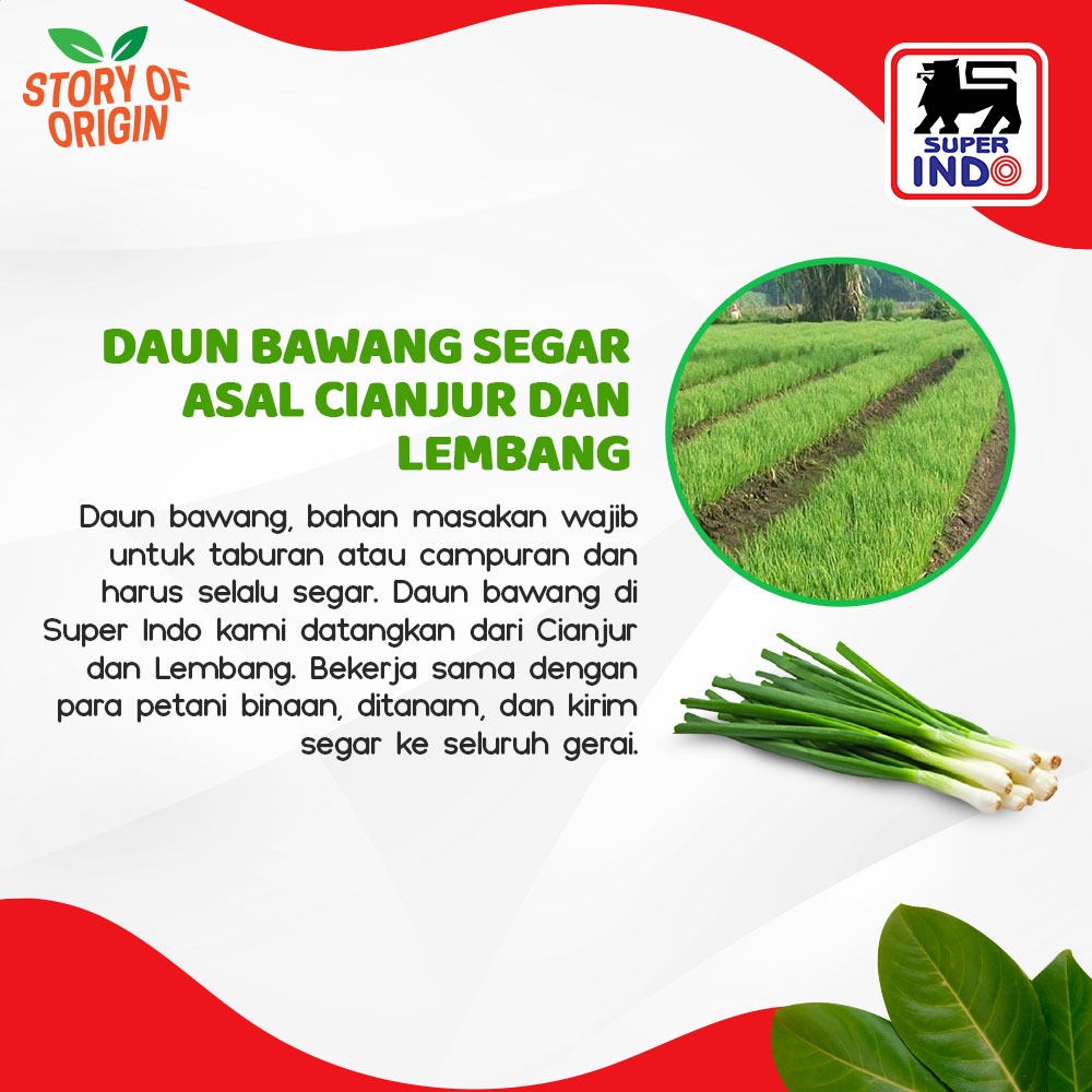 InfoSuperIndo's tweet photo. Psst, tahu nggak sih bu, daun bawang yang biasa kita beli di Super Indo ternyata hasil kerjasama dengan petani binaan asal Cianjur dan Lembang.
#StoryOfOrigin https://t.co/OtluCPlqfQ