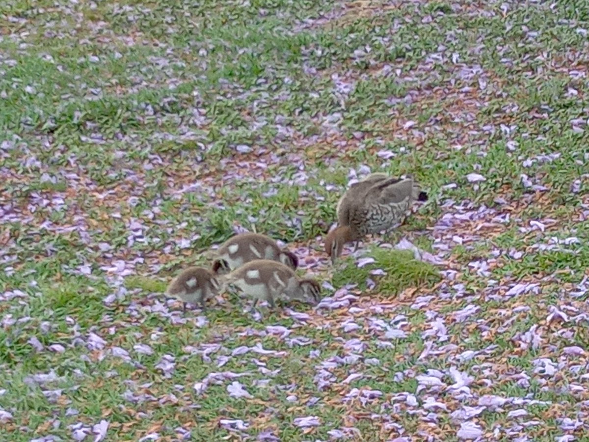 DeplazesEvelyne's tweet photo. Spot the little ones ☺️ family of Wood ducks at #UQlakes @UQ_News https://t.co/5E2nYdWh7B