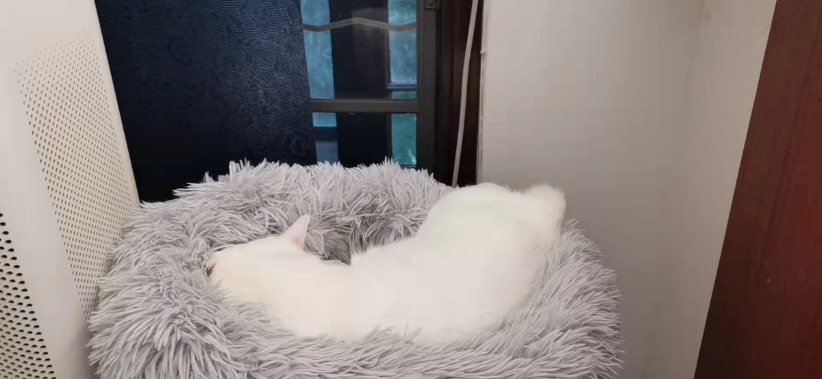 Mimmo_Pirate's tweet photo. Finally some well-deserved sleep but always with an eye at the window for that nasty black cat #catlife #catsoftwitteer #morningnap #naptime https://t.co/yDghsDchHY