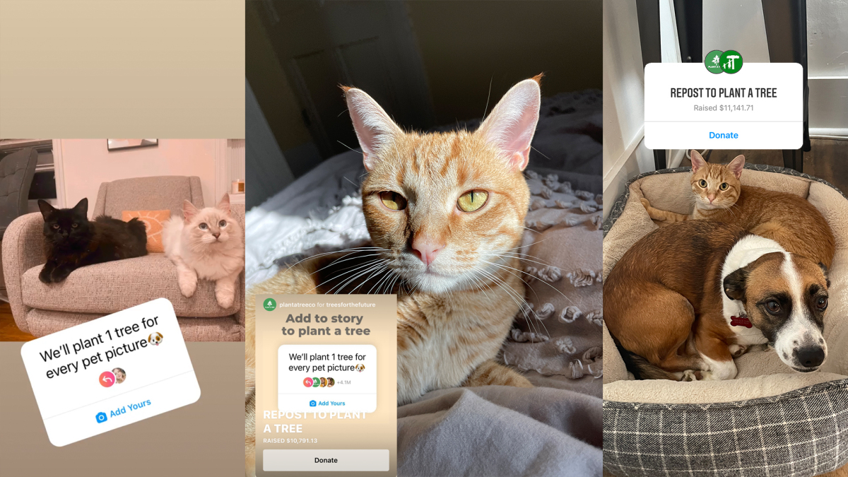 StZakkas's tweet photo. No, your pet pics on Insta aren’t helping to plant trees https://t.co/jqdP0pXiCk > SHARE https://t.co/AHZQkjjpEY