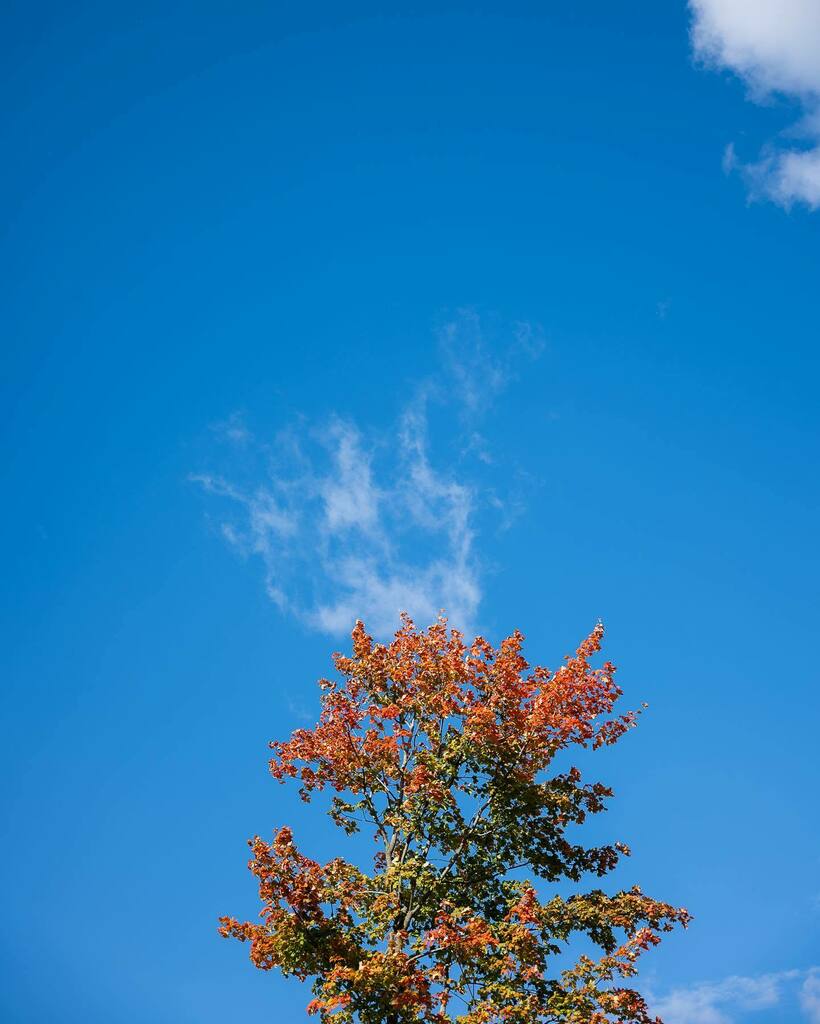 More Autumn Feel.
#autumnvibes #autumncolours #leicasl2s #varioelmarit2470 instagr.am/p/CWFch5hr6Sa/