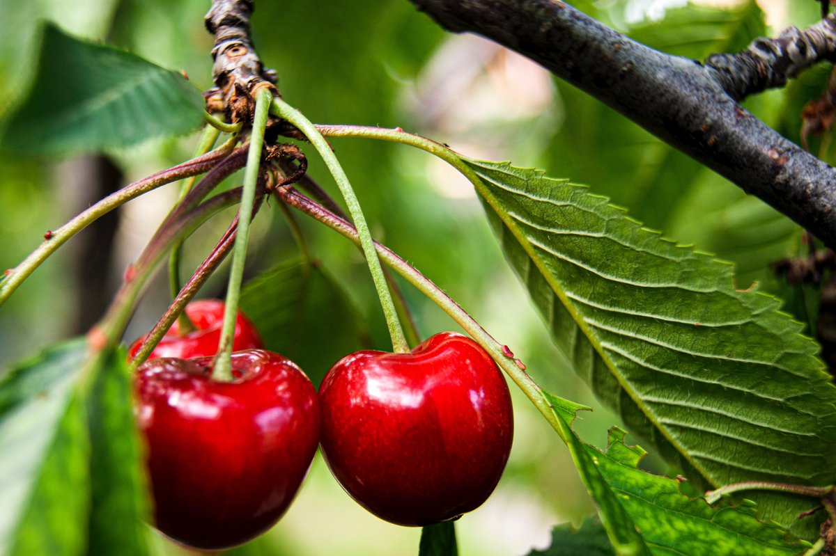 RiypSA's tweet photo. Our cherry season is finally underway! 🍒 

The cherry season is short and sweet but for the next 3 weeks, we’ll be exporting these beauties to our Middle East markets. 

Email info@riyp.co to place your orders https://t.co/4fzPg2D1Gr