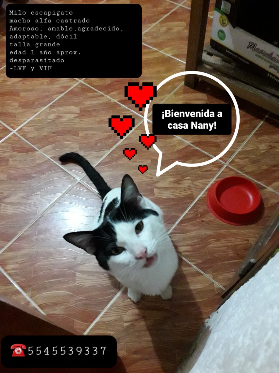 Lacasadeazul's tweet photo. Milo sigue esperando ser adoptado, no hemos recibido ninguna solicitud de adopción para él a pesar de ser un gatote noble, agradecido y cariñoso entre otras varias cualidades que lo delatan como un buen gatote que necesita un buen hogar con mucho amor ¡Milo merece un hogar! https://t.co/TbDmq3p70K