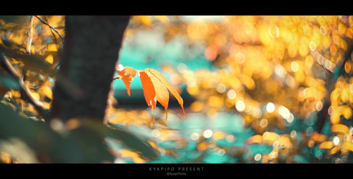 KyapiPhoto's tweet image. あきのいろ

#秋
#photography
#PhotographyIsArt
#写真好きな人と繫がりたい
#写真撮ってる人と繋がりたい
#写真で伝える私の世界
#ファインダー越しの私の世界