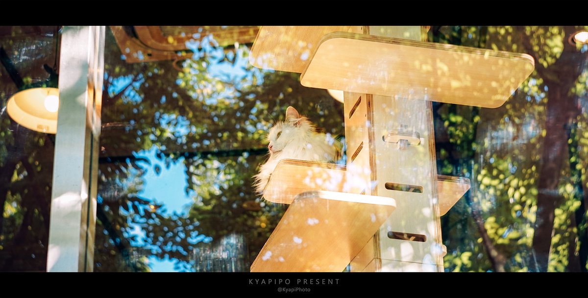 KyapiPhoto's tweet image. ねこ

#ねこ #猫
#photography
#PhotographyIsArt
#写真好きな人と繫がりたい
#写真撮ってる人と繋がりたい
#写真で伝える私の世界
#ファインダー越しの私の世界