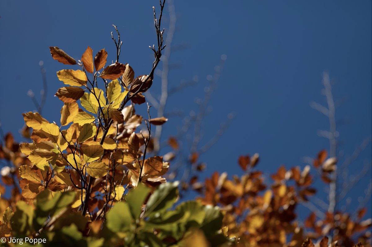 lichtaufnahmen's tweet photo. Herbst. #düsseldorf #herbst #erntezeit #laub #duesseldorf #blätterfall #spätjahr #herbstbeginn #laubfall #visitdüsseldorf #herbstzeit #visitnrw #herbstfarben #autumn -17862 https://t.co/HSwtSFbZn9