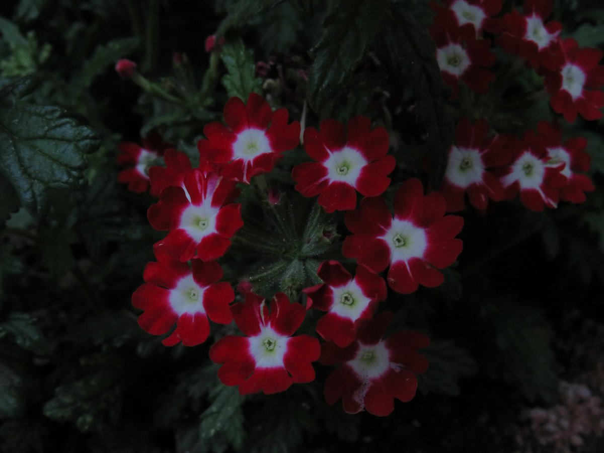 Luciernaga331's tweet photo. Color de la pasión,
de la sangre y dolor,
rojo es el amor del corazón.

Flores creadoras de sentimientos,
magnífican con sus tonos sus encantos,
hipnotizan al caminante que va de paso,
al cartero que deja periódicos en los pueblos,
a la abeja que posa sobre sus pétalos.

#flores https://t.co/Yqq1MTHilH