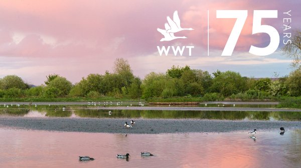 Happy 7️⃣5️⃣th birthday to us! 🎈🎉

Today, 10th November, marks <a href="/WWTworldwide/">WWT</a> and Slimbridge's 75th anniversary!

Thank you to you for helping us protect the planet's most precious places 🌿🌊