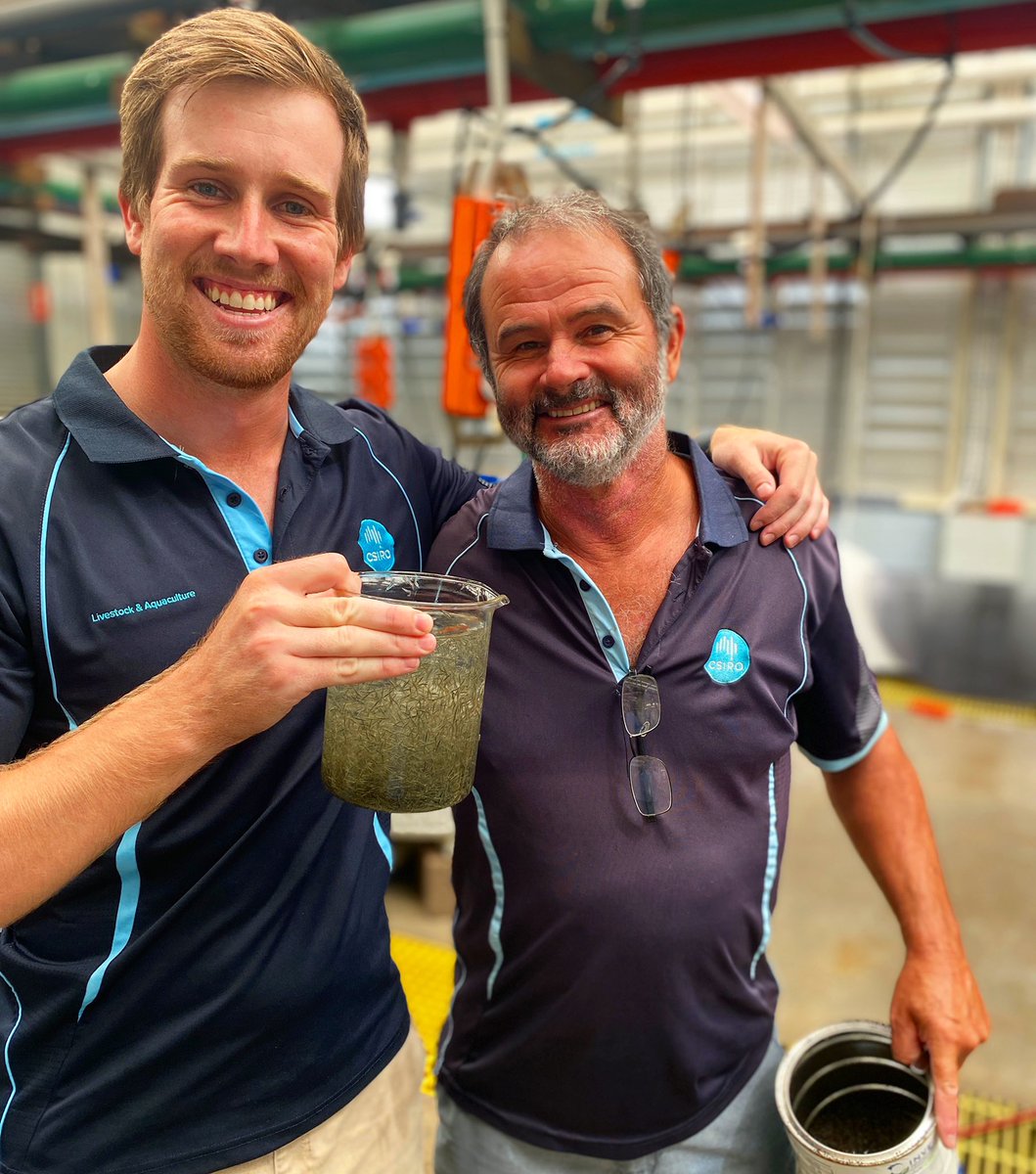 AquacultureTim's tweet photo. Another #prawn hatchery run done and dusted with the man, the myth, the Monodon master Brian Murphy. Plenty of high quality post larvae now going into a range of experiments onsite @CSIRO #CSIROAquaculture https://t.co/8CXLL7mmCU