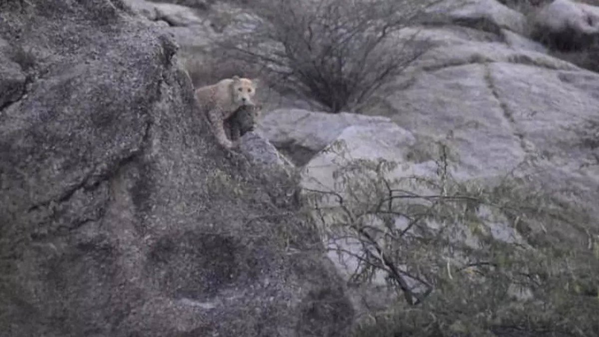 timesofindia's tweet image. In a first, rare pink leopard sighted in Rajasthan toi.in/K_ylZa5364/a24…