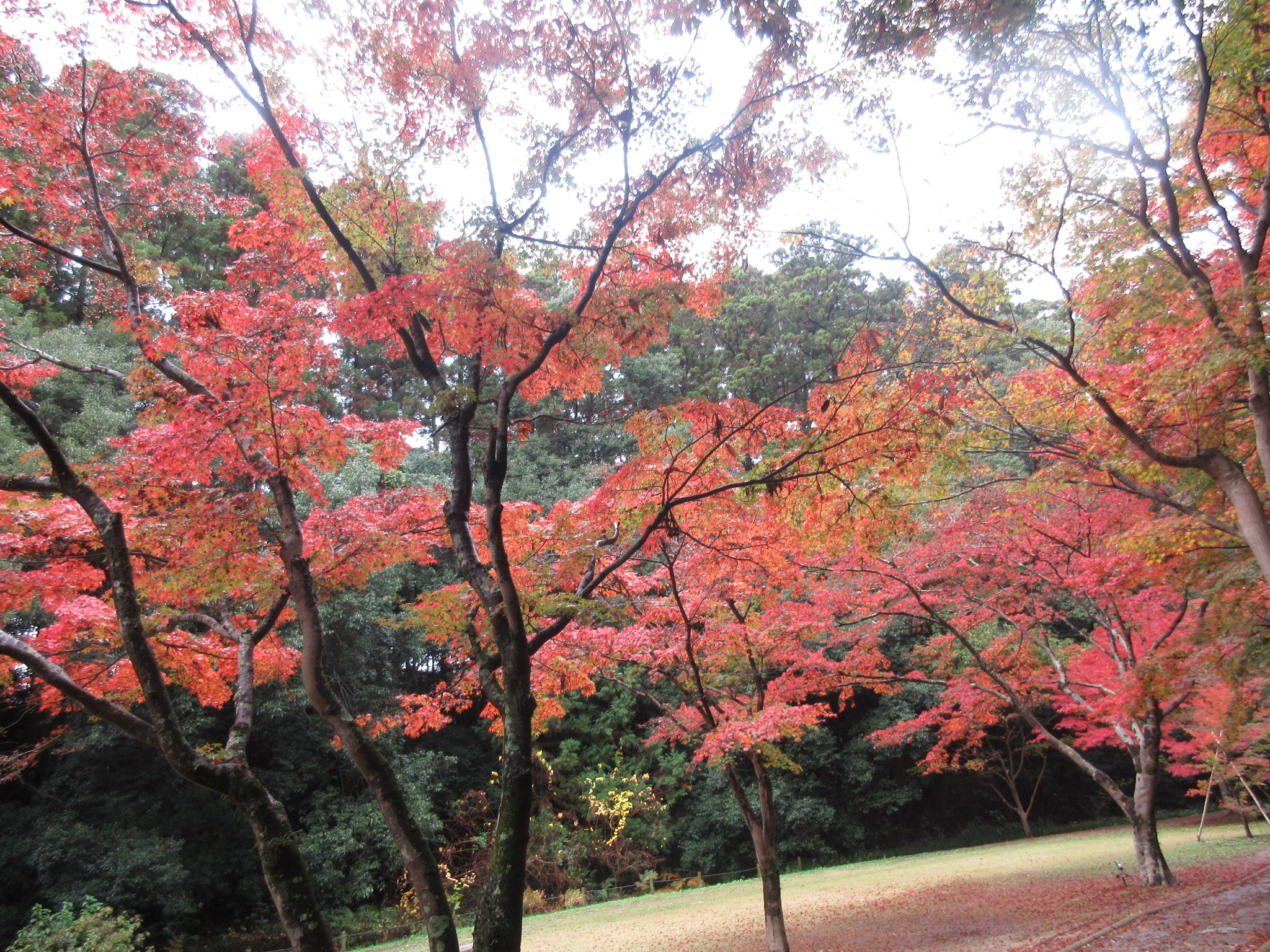見晴亭 Miharashi Tei Twitter