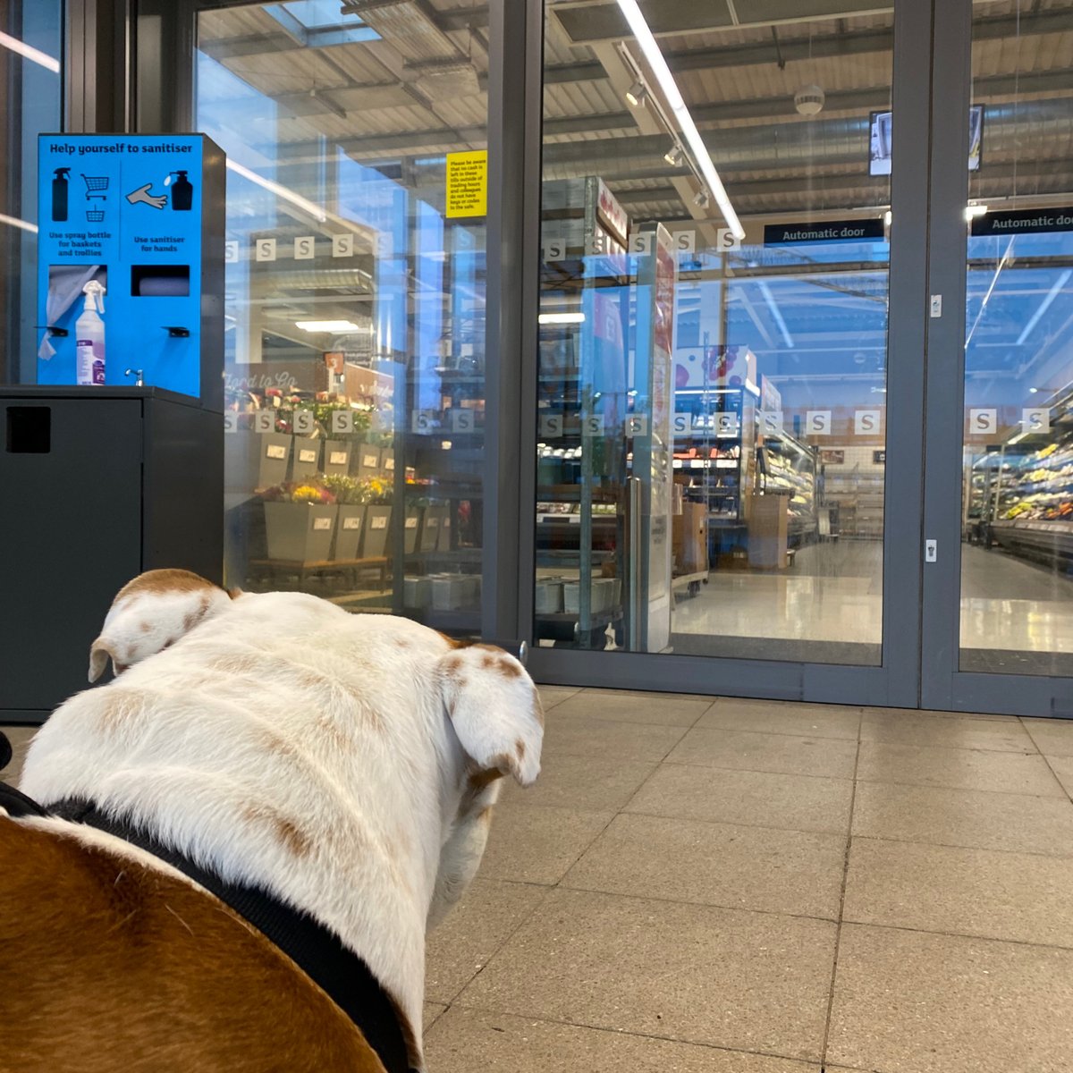 barney_bulldog's tweet photo. Good morning everyone, it’s #WontLookWednesday and I’m at that big magical place where all the snacks come from … but they won’t let me in!! #Outrage have a great day ❤️🐾🐶 Barney #BarneyTheBulldog #WLW #EnglishBulldog #Wednesday #DogsOfTwitter #DogsOfIG #DogTwitter #DogIG https://t.co/tZBcDBxvOg