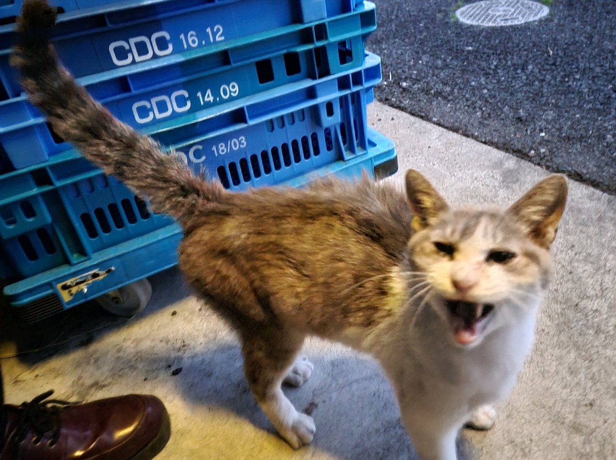 kineko_oendan's tweet photo. コンビニ内に侵入してくる猫がいて困ると連絡があり急行。行くとガッリガリの♀猫ちゃん。目やにも凄いです。人懐っこくてしゃがむと懐にきてしまうほど。コンビニのオーナーは「外に出しても出しても入ってくるから捨てに行こうかと」。どうしたらいいんでしょう……。 https://t.co/BN4RL1Uw8V