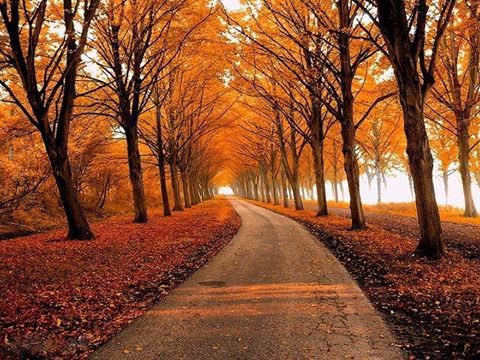 “Yeni yapraklar çıkabilsin diye eski yaprakları temizler hüzün. Üzülme, sonbahar serttir Ama sonu aydınlıktır.”

- Mevlana