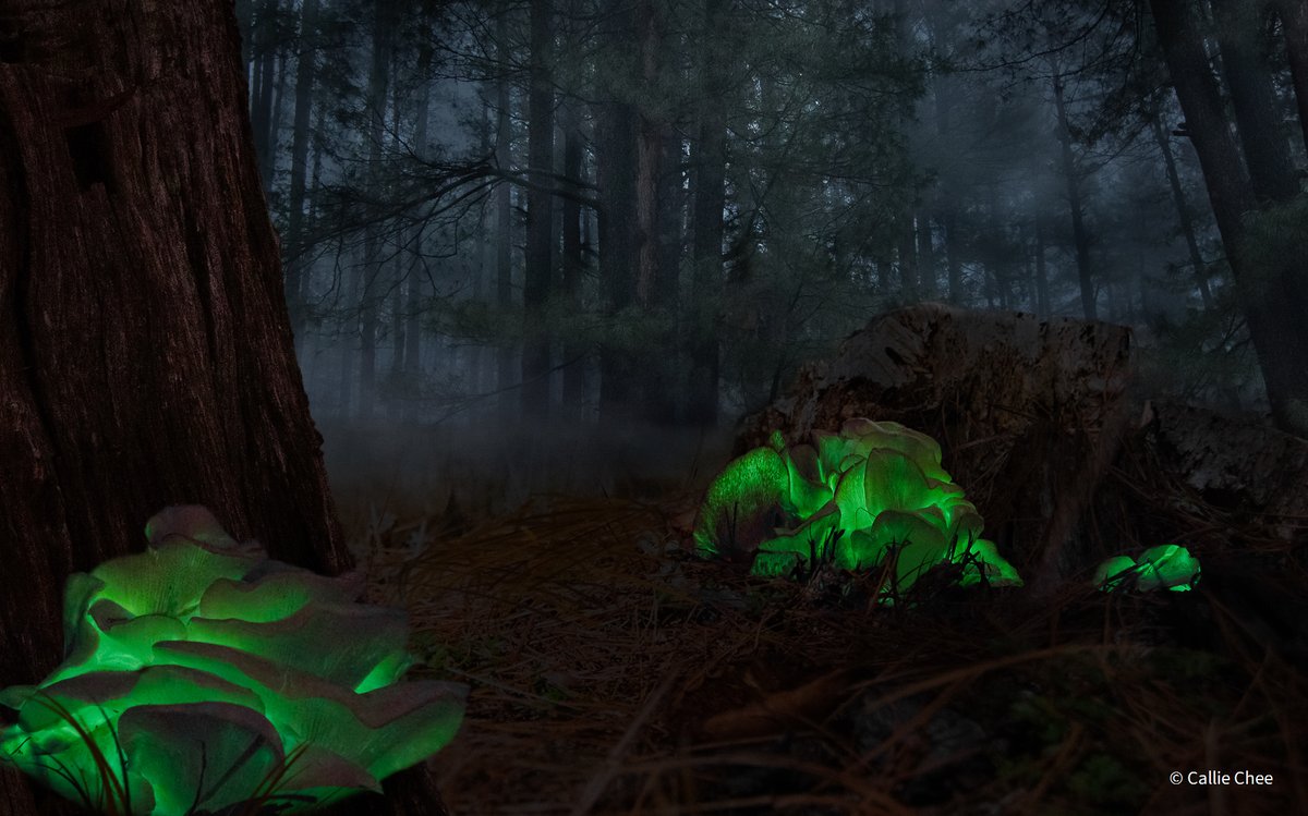 austmus's tweet photo. [WIN] Which is your favourite image from the 2021 Australian Geographic Nature Photographer of the Year exhibition, a South Australian Museum exhibition? 😍 Vote now: https://t.co/q6GPCc9TMa

 #NaturePhotographer @SAMuseum #SAMuseum @ausgeo #ausgeo

 📷 Image: Callie Chee https://t.co/xCnmrQGwSw