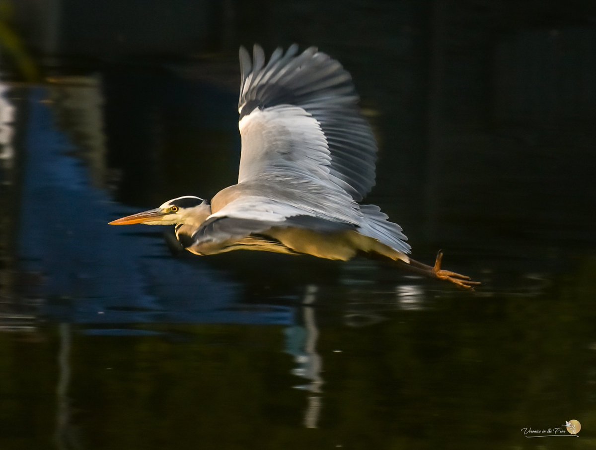 The Heron of Ely, so many different characters along the river 😍😉 #wildlifephotography #rivergreatouse