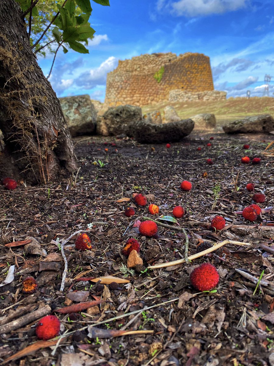 🟥Nell’area archeologica del #NuragheLosa crescono piante e arbusti tipici della macchia mediterranea. Tra questi c’è il #corbezzolo con i suoi frutti dai colori brillanti che iniziano a maturare.
🟧 🟨#arbutus_unedo