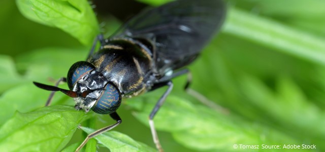 Did you know that insects can help us turn organic waste into #biobased 🌱 products?

✅ The BBI JU-funded #Zelcor and #InDIRECT projects scaled up this #circular process to make #biorefineries even greener.

👉 Link in the bio: @BBI2020