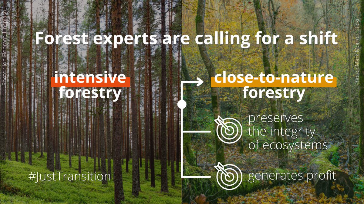 European forests need a change!  

Evidence increasingly shows that close-to-nature forestry is economically similar or superior to intensive forestry, but without ecological trade-offs.

Read our report and support a #JustTransition for EU forestry: fern.org/publications-i…