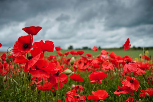 ArkBDA's tweet photo. Tomorrow, we’re honouring those who’ve lost their lives in conflict #ArkRemembers https://t.co/azQNQum127