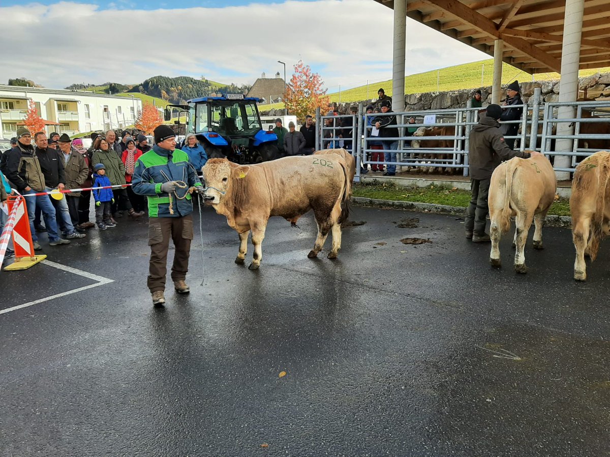 beefcattle_at's tweet photo. In Maria Neustift in Oberösterreich wurden im Rahmen des Einstellermarktes letzte Woche auch Murbodnerjungstiere angeboten. Vielen Dank an den RZO, der die Murbodner jedes Jahr willkommen heißt. https://t.co/naMC53Or6Y