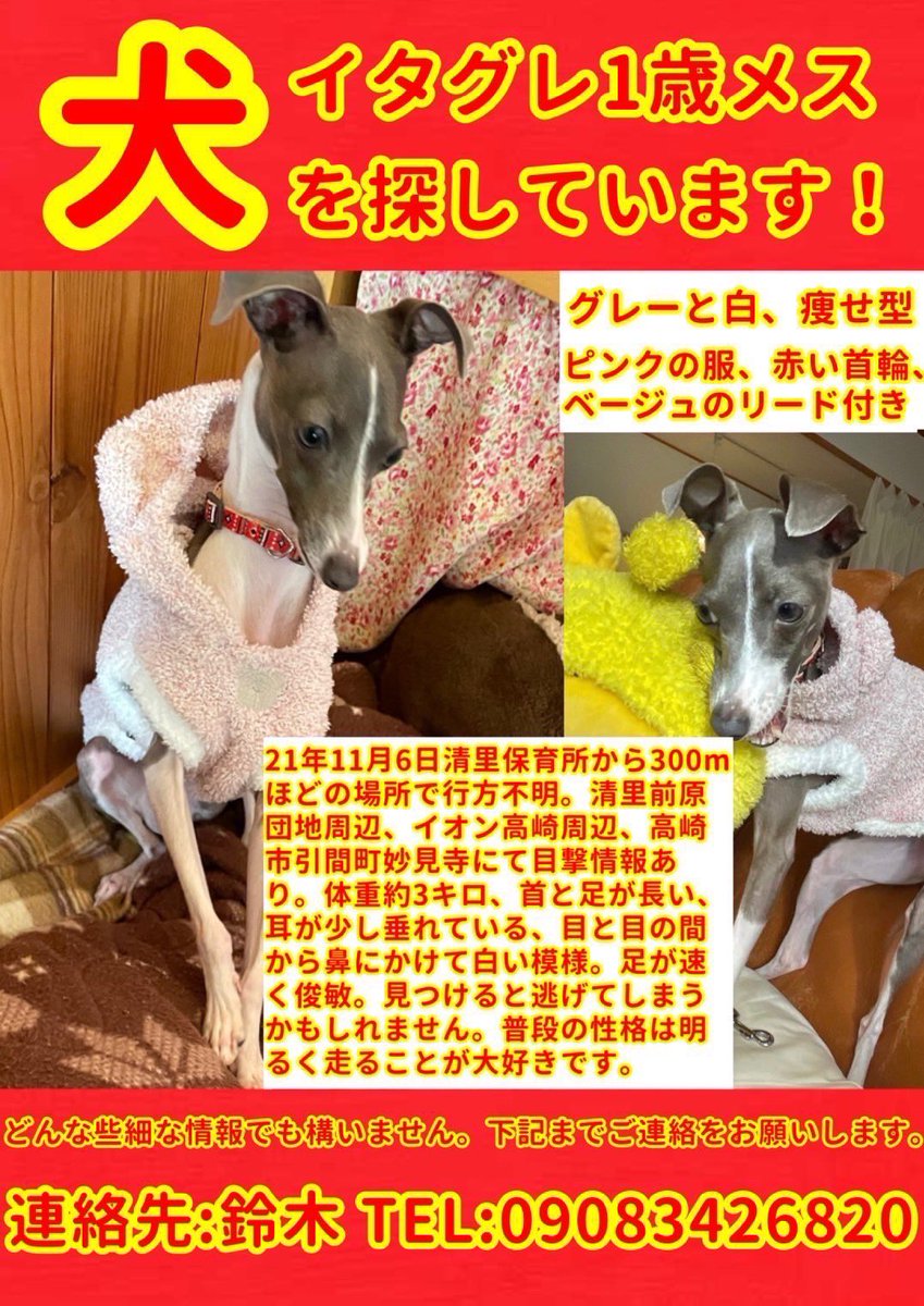 LovelyAtsushi's tweet photo. 群馬県内の方ご協力お願い致します。#迷子犬 #イタリアングレーハウンド #拡散希望RT協力お願い致します https://t.co/V5STrhU0ld