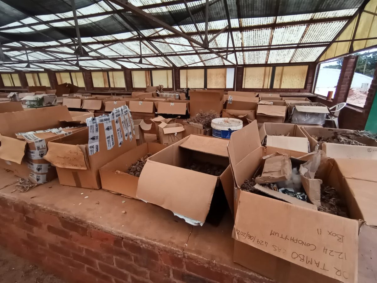 HarvestOfHay's tweet image. Gauteng residents, if you're looking to do something tangible and straightforward for South Africa's conservation efforts, @BotSocSA Pretoria is desperately in need of volunteers to help sort and plant rare and endangered succulents from the illegal plant trade🌱