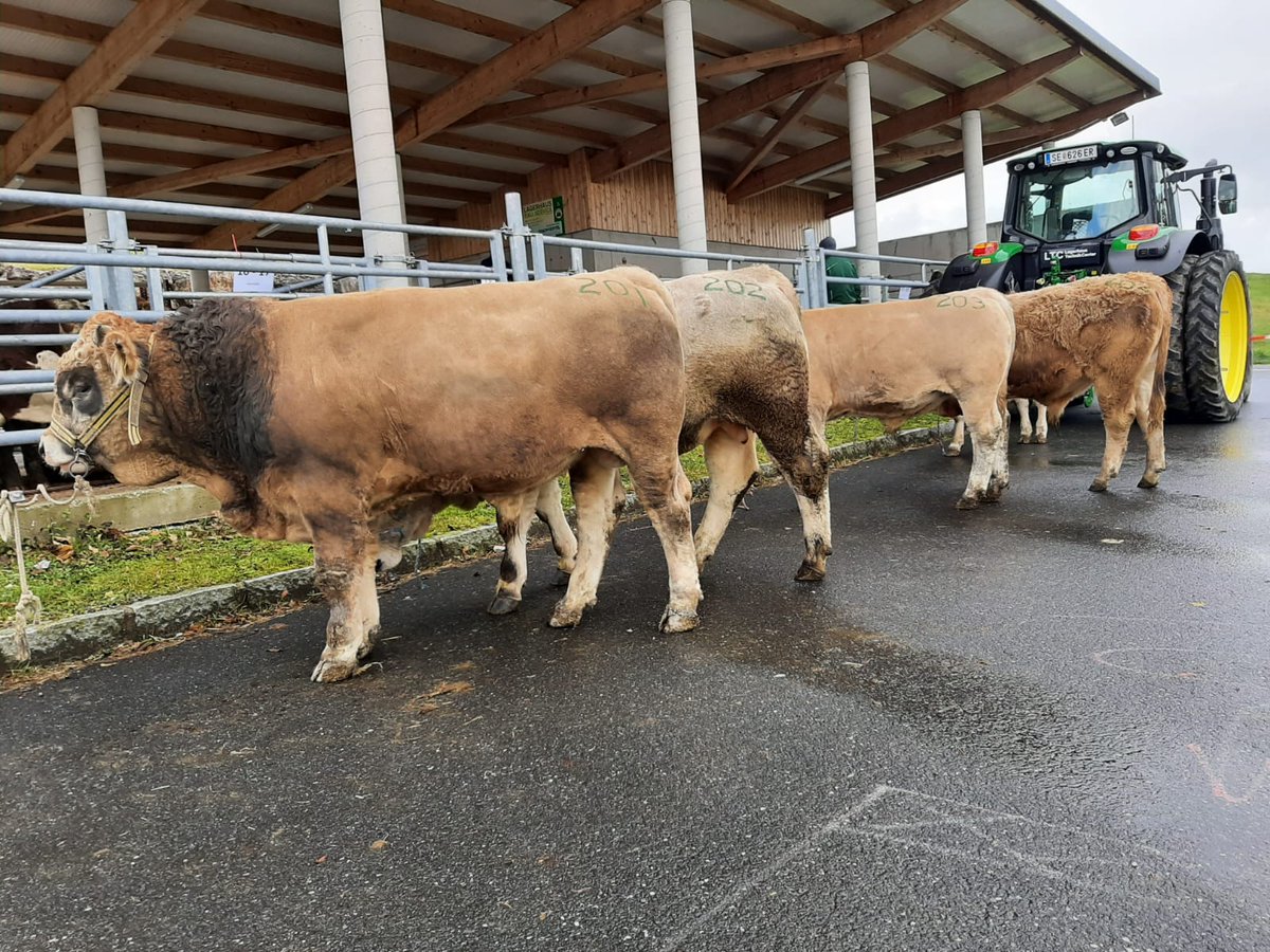 beefcattle_at's tweet photo. In Maria Neustift in Oberösterreich wurden im Rahmen des Einstellermarktes letzte Woche auch Murbodnerjungstiere angeboten. Vielen Dank an den RZO, der die Murbodner jedes Jahr willkommen heißt. https://t.co/naMC53Or6Y