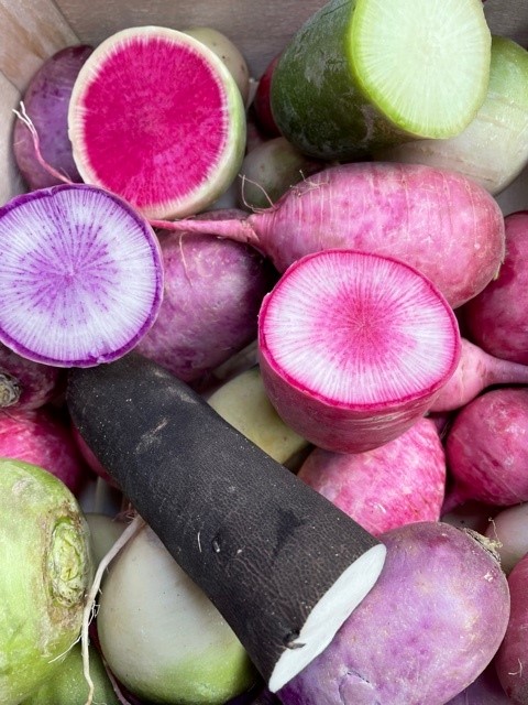 biobreizh's tweet photo. Des #radis en veux tu en voilà !
Ils sont croquants, juteux et originaux par leurs couleurs, les radis ont tout pour vous plaire.
https://t.co/DYeqGfnHGW
#redmeat #greenmeat #pinkmeat #noirlong #bleudautomne #bluemeat #rougerond #roselong https://t.co/D7JFSFpsXP