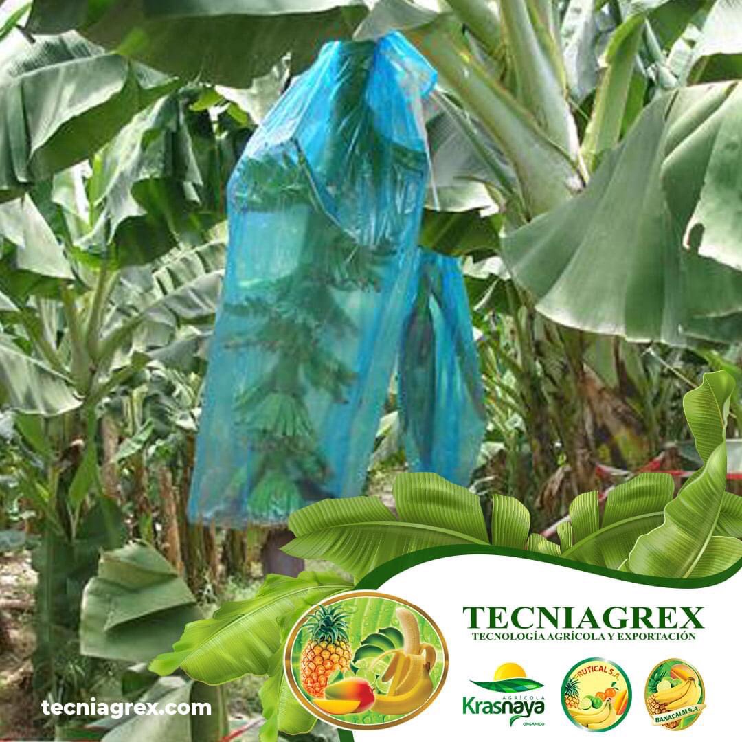 Proceso para mejorar la calidad del banano: 

ENFUNDE:
Se coloca bolsas o fundas cubriendo el racimo, así lo protege de insectos, aves, etc. que pueden causar daños y disminuir la calidad de la fruta.

#corporacionblarrion, #banana🍌, #enfunde, #calidad, #Tecniagrex, #Frutical.