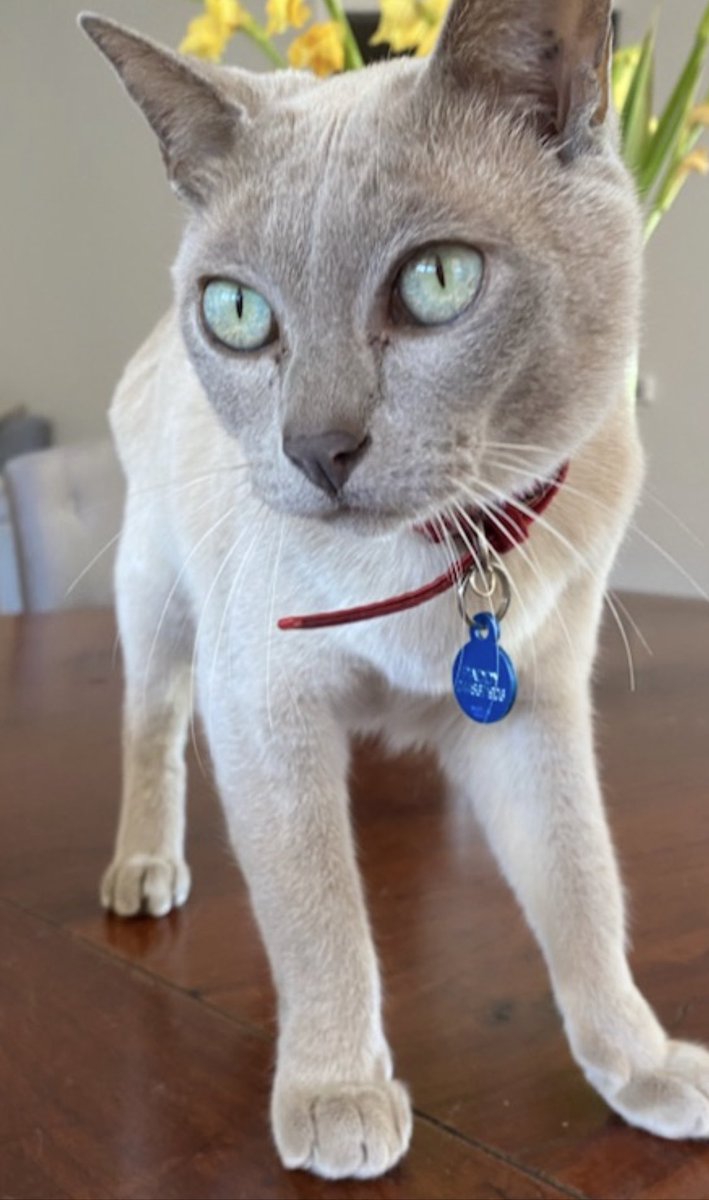 davidking34's tweet photo. Lost cat notice;
Missing in Essendon area is “Paddy”, 7 year old Burmese, kids devastated. If anyone sights him (or chooses to return him) please make contact. 

Please refrain from cheap shots on this one 👍 https://t.co/K0eLbc3bXu