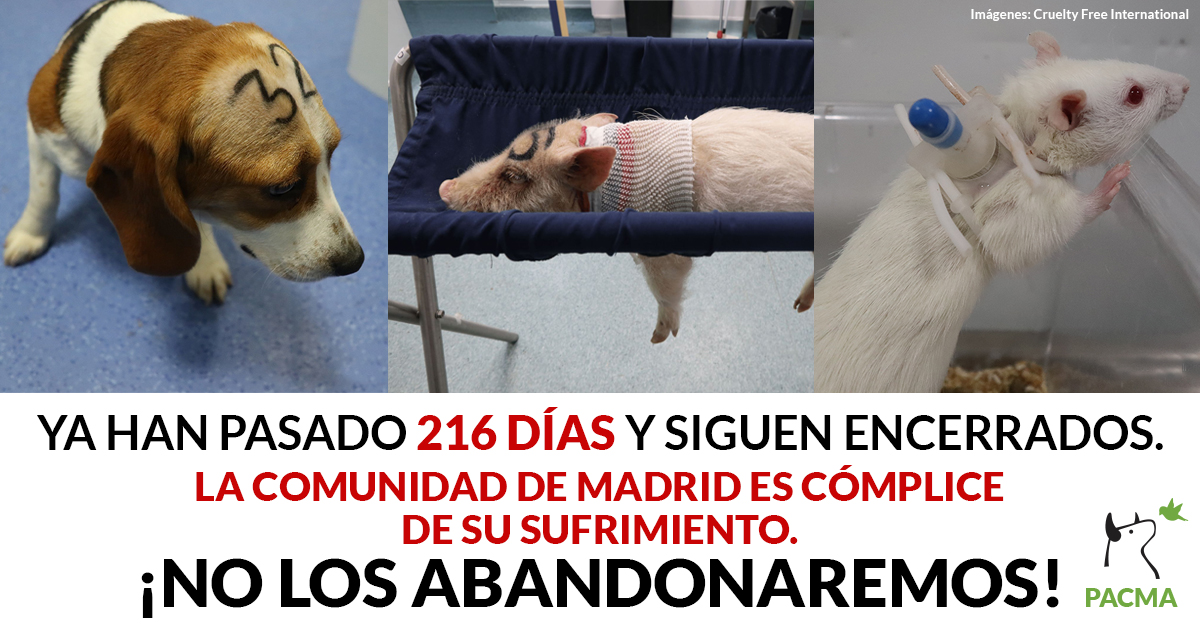 PartidoPACMA's tweet photo. 😰 Hoy hace 216 días que @CrueltyFreeIntl publicó el vídeo en el que se muestran las horribles torturas y maltratos de Vivotecnia.
😡 La @ComunidadMadrid dio la espalda a los animales, como siempre.
Seguimos luchando en los tribunales para liberarlos.
#RescateVivotecnia https://t.co/TOji85zOHd