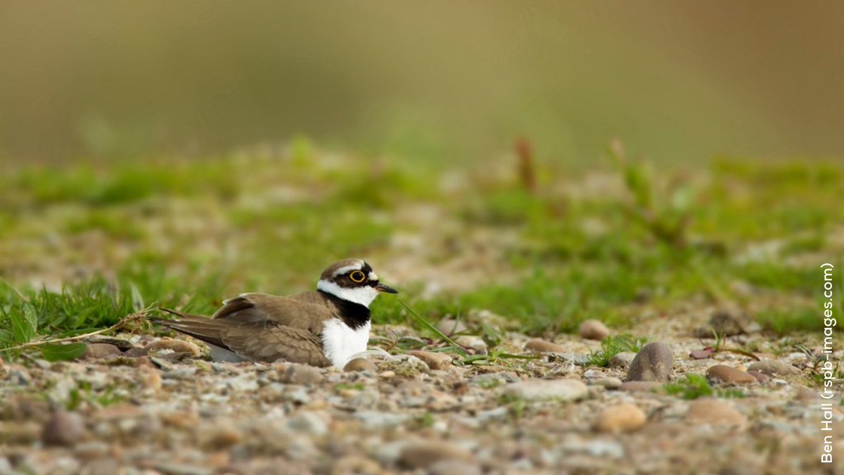 RSPB Medmerry saw the largest realignment of open coast ever undertaken in Europe. The site is now a haven for species such as avocets, little ringed plovers and oystercatchers. The creation of this habitat has also provided a flood defence for nearby coastal communities.