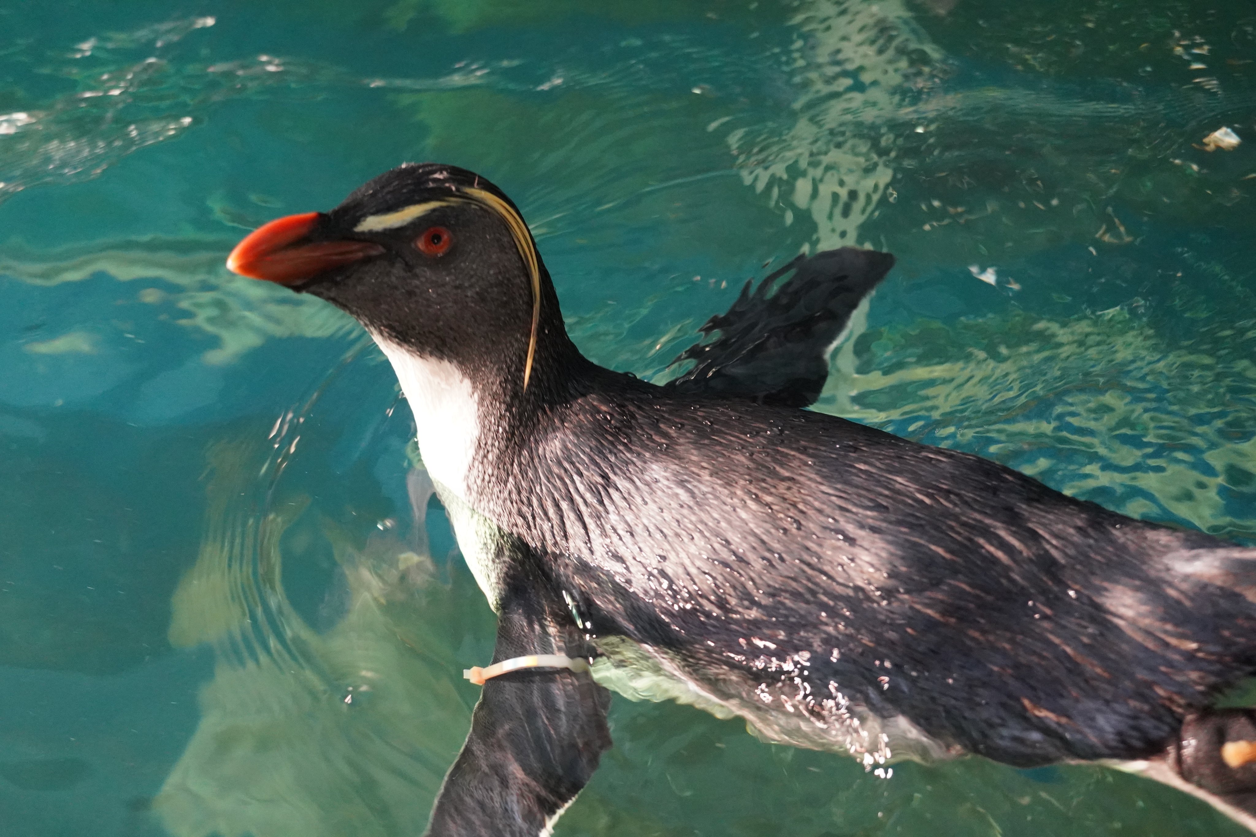 男鹿水族館GAO【公式】 على X: 