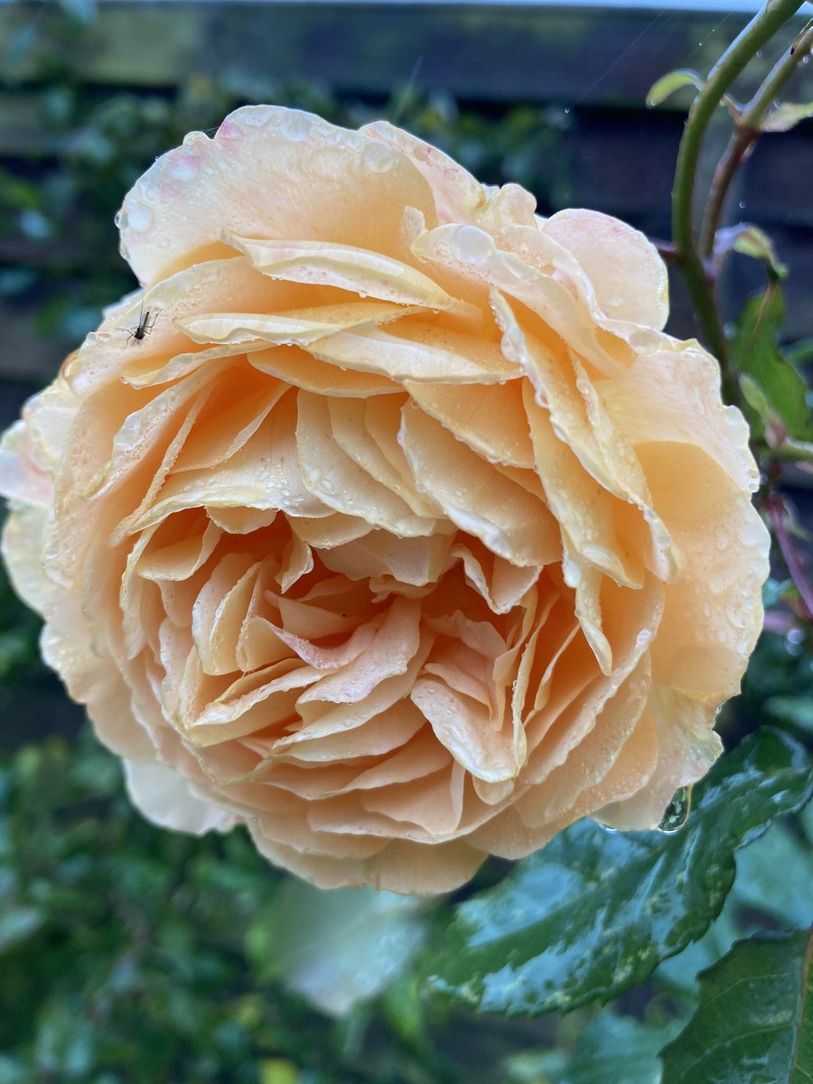 Victoria McManus tweet media