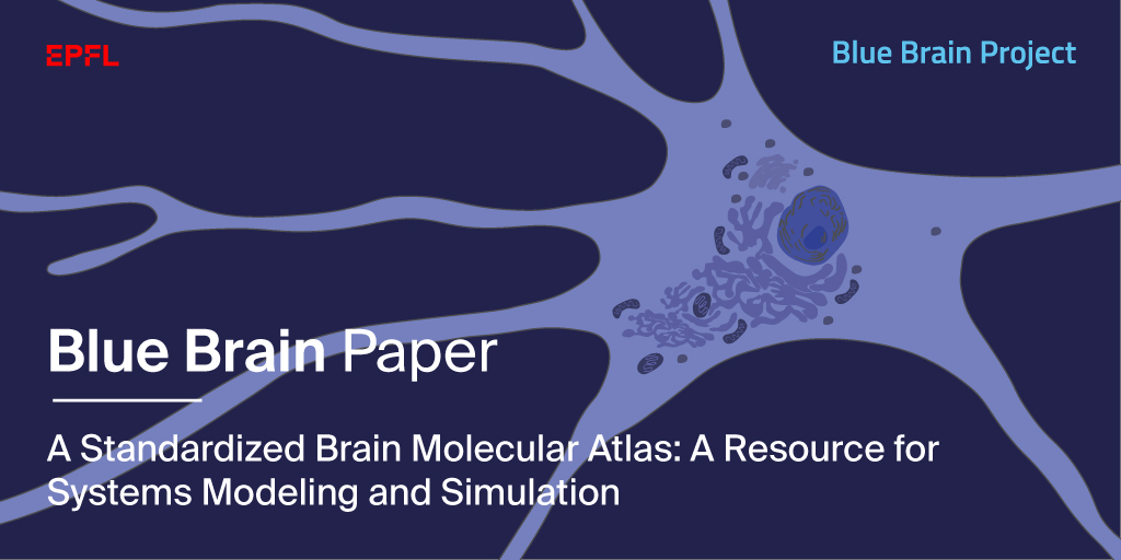 A Molecular Atlas for the Brain!

We have #open-sourced a simulation-ready database to accelerate molecular &amp; systems biology.

Find out more – actu.epfl.ch/news/a-molecul…

Paper published in Frontiers in Molecular #Neuroscience → frontiersin.org/articles/10.33…

<a href="/FrontNeurosci/">Frontiers - Neuroscience</a> #brainatlas