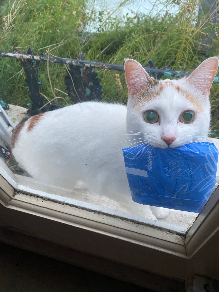 Our cat Elsie popped out for her morning perambulation and returned with a gift for us. She is so thoughtful.