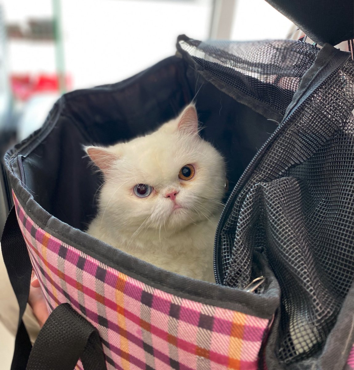 UNCLE ADAM CHUBBY CAT - NFT tweet media